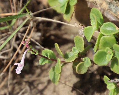 Aeollanthus parvifolius, photographed by Tony Rebelo