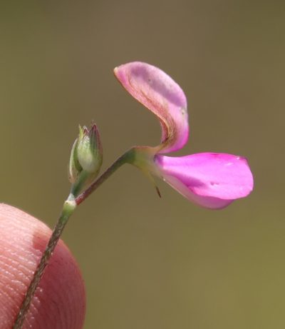 Tephrosia macropoda, photographed by Tony Rebelo