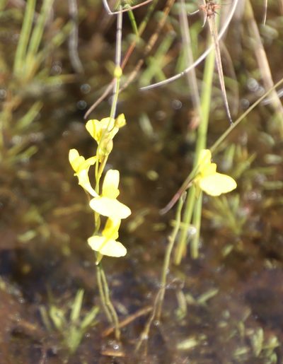 Utricularia prehensilis, photographed by Tony Rebelo