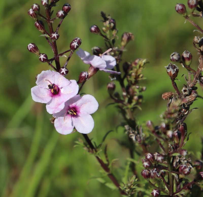 Sopubia simplex, photographed by Tony Rebelo