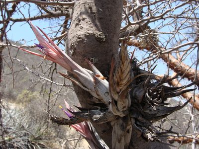 Tillandsia circinnatioides, photographed by Alexis López Hernández