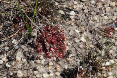 Drosera natalensis, photographed by Tony Rebelo