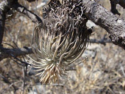 Tillandsia atroviridipetala, photographed by Alexis López Hernández