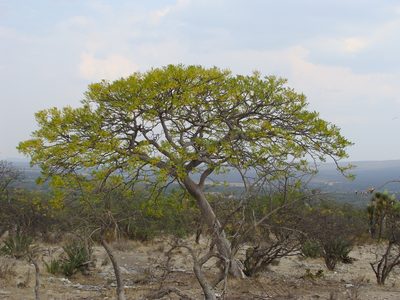 Conzattia multiflora, photographed by Alexis López Hernández