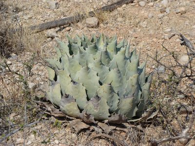 Agave potatorum, photographed by Alexis López Hernández