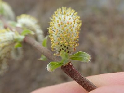Salix hookeriana, photographed by Randal