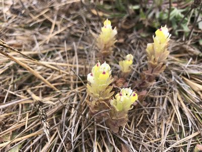 Castilleja ambigua, photographed by Matt Benjamin