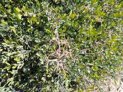 Lyrocarpa coulteri, photographed by John Brew