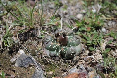 Coryphantha vogtherriana, photographed by Pedro Nájera Quezada
