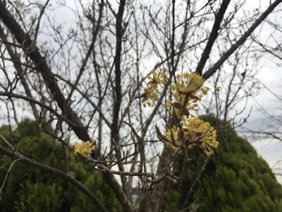 Cornus officinalis, photographed by Kim, Hyun-tae
