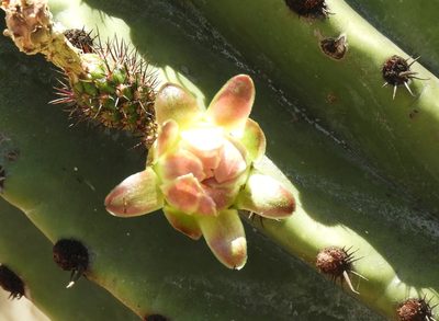 Stenocereus martinezii, photographed by Francisco Farriols Sarabia