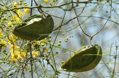 Gonolobus naturalistae, photographed by Francisco Farriols Sarabia