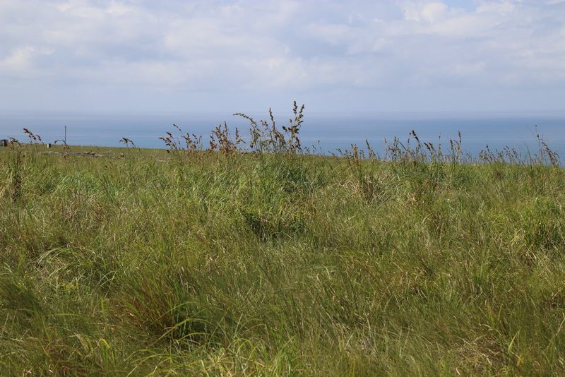 Carex steudneri, photographed by Tony Rebelo