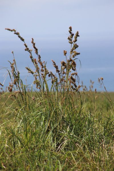 Carex steudneri, photographed by Tony Rebelo