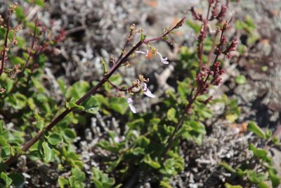 Aeollanthus parvifolius, photographed by Tony Rebelo
