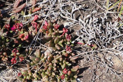 Delosperma repens, photographed by Tony Rebelo