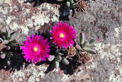 Lampranthus fugitans, photographed by Tony Rebelo