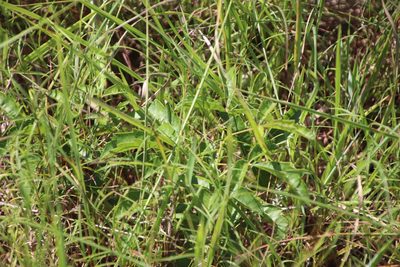 Searsia carnosula, photographed by Tony Rebelo