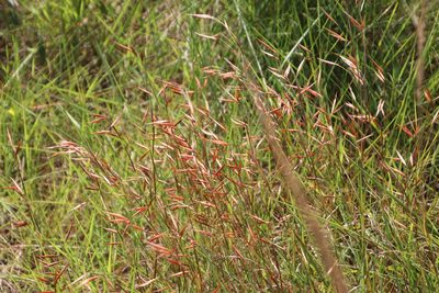Monocymbium ceresiiforme, photographed by Tony Rebelo