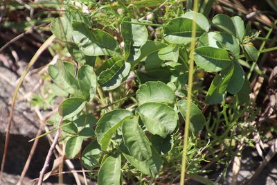 Searsia carnosula, photographed by Tony Rebelo