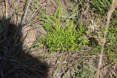 Asparagus densiflorus, photographed by Tony Rebelo