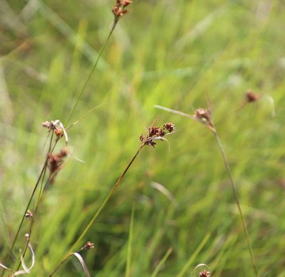 Rhynchospora barrosiana, photographed by Tony Rebelo