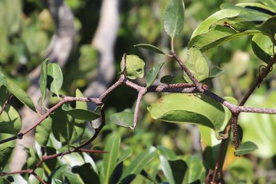 Putterlickia retrospinosa, photographed by Tony Rebelo