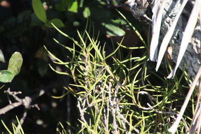 Tridactyle tridentata, photographed by Tony Rebelo