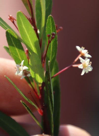 Gymnosporia bachmannii, photographed by Tony Rebelo