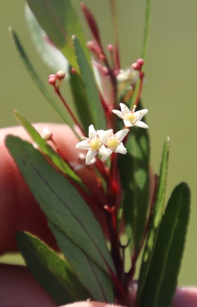 Gymnosporia bachmannii, photographed by Tony Rebelo
