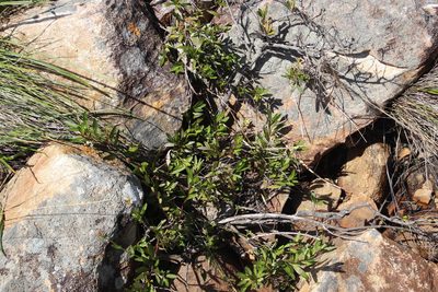 Gymnosporia bachmannii, photographed by Tony Rebelo