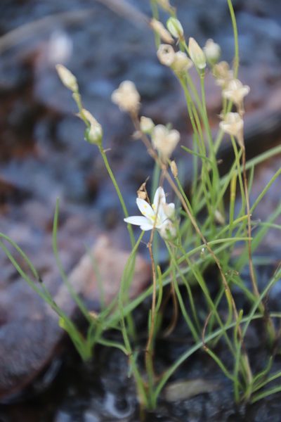 Nicipe paludosa, photographed by Tony Rebelo
