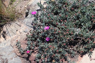 Lampranthus fugitans, photographed by Tony Rebelo