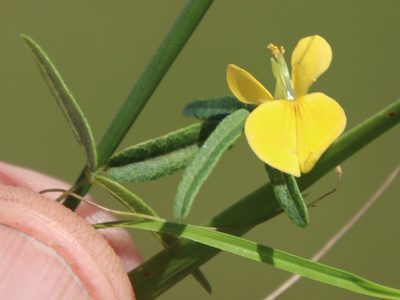 Rhynchosia totta, photographed by Tony Rebelo