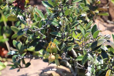 Diospyros scabrida, photographed by Tony Rebelo