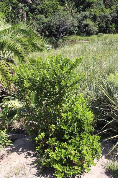 Cassinopsis tinifolia, photographed by Tony Rebelo