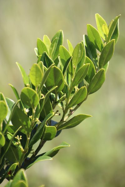 Cassinopsis tinifolia, photographed by Tony Rebelo