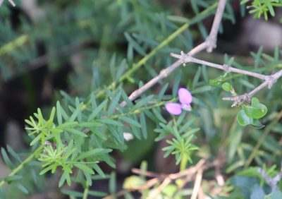 Polygala gazensis, photographed by Tony Rebelo