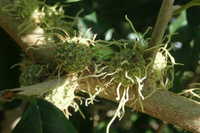 Maclura africana, photographed by Andrew Deacon