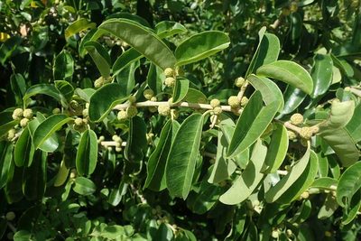 Maclura africana, photographed by Andrew Deacon