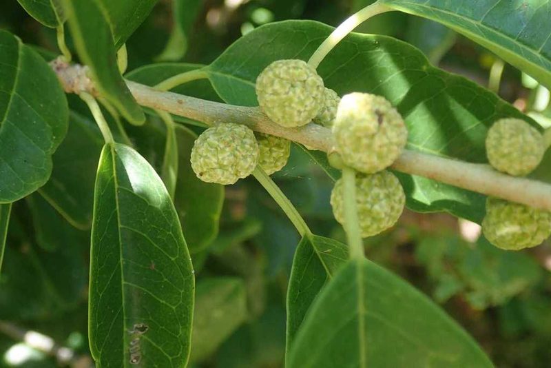 Maclura africana, photographed by Andrew Deacon