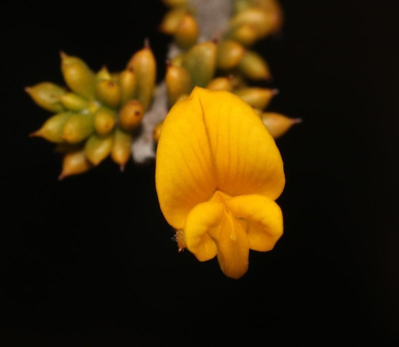 Aspalathus subulata, photographed by Brian du Preez