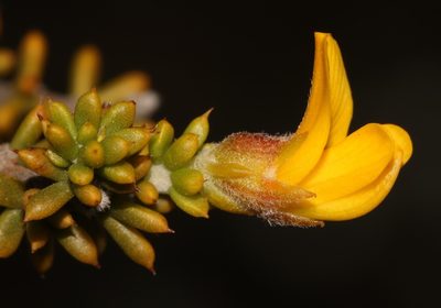 Aspalathus subulata, photographed by Brian du Preez