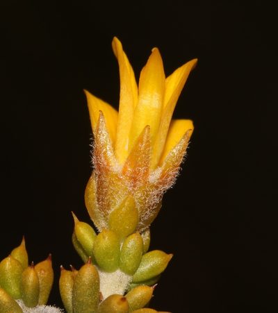 Aspalathus subulata, photographed by Brian du Preez