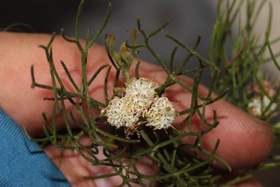 Serruria inconspicua, photographed by Brian du Preez