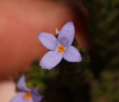 Gnidia penicillata, photographed by Brian du Preez