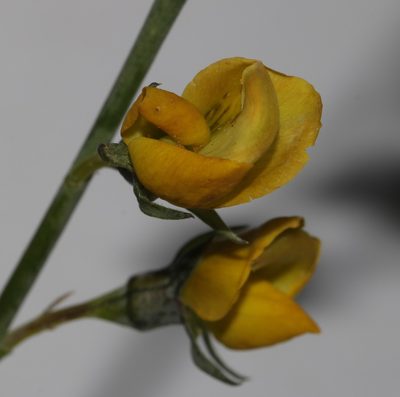Lebeckia pauciflora, photographed by Brian du Preez