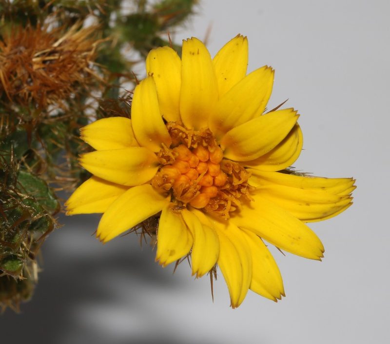 Cullumia selago, photographed by Brian du Preez