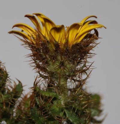 Cullumia selago, photographed by Brian du Preez