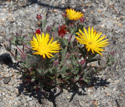 Drosanthemum flavum, photographed by Brian du Preez